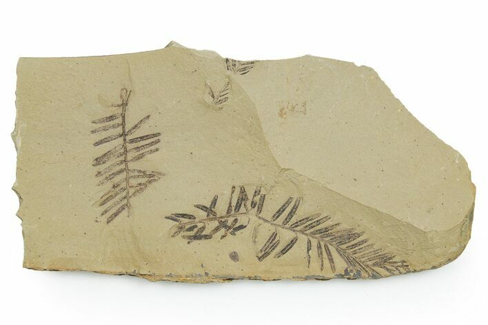 Shale With Dawn Redwood (Metasequoia) Fossils - Montana #351988